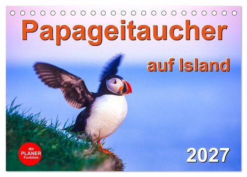Papageitaucher auf island - papageitaucher,