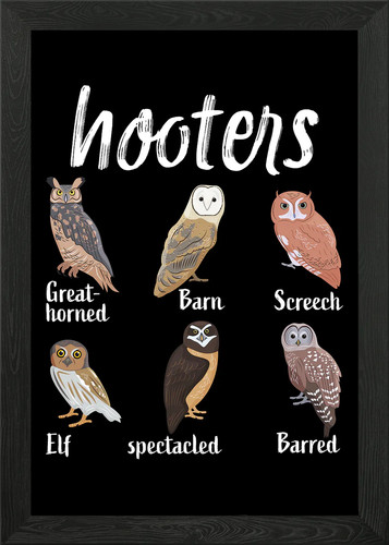 Eule vögel lustige - eule, hooters